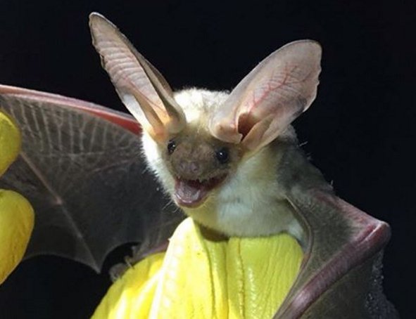 TuzigootNPS's tweet photo. It's officially #BatWeek! Check https://t.co/dsANk7ToCN  for ways you can celebrate at home! #NPSbats -js https://t.co/wV9aAYQYEe