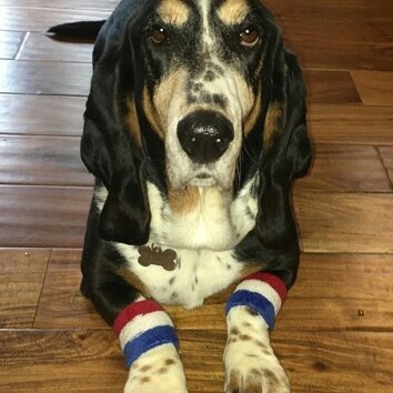 PawPartyBox's tweet image. Getting ready to sweat. #funinabox #bassethound #dogs #pets #partyinabox #workout #workoutstyle