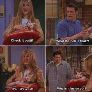 FriendsVshow's tweet photo. #friends #friends_show #friendstvshow #friends_tv_show | this is how my parents see a cat I bring home https://t.co/IWRhzU90cF