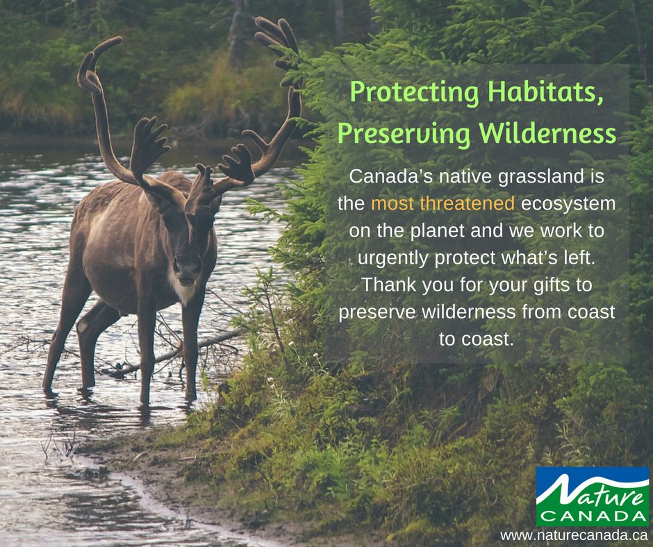 NatureCanada's tweet photo. At Nature Canada, we strive to protect habitats and preserve wilderness! Thank you to all our members for your support! https://t.co/jRLImLFNwZ