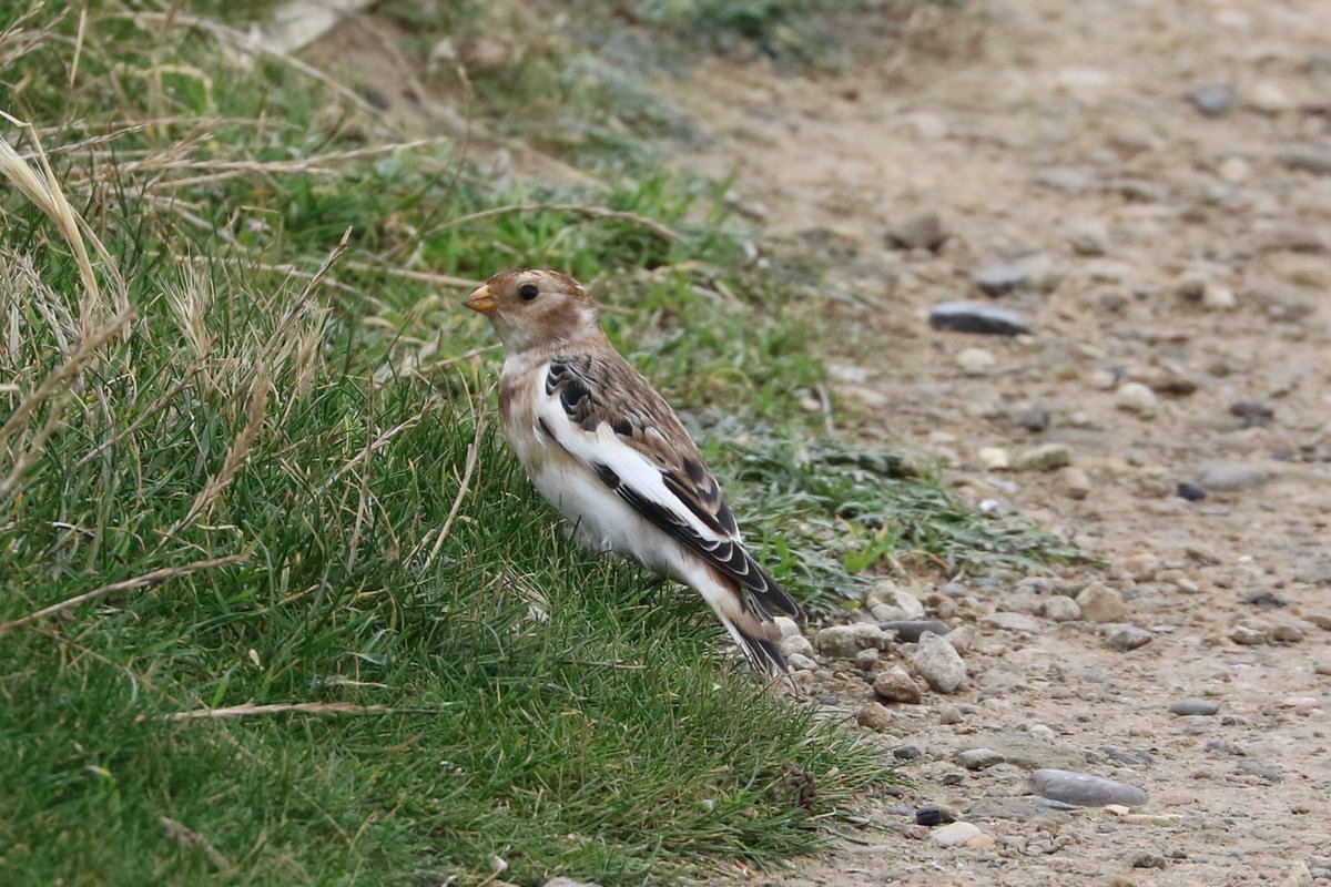 EYbirder's tweet photo. Great week at Filey Ringing + Migration week. Really helped me with plumage, moult etc. 👀my 1st Woodcock😬. Naze SnowB rec. shots #FileyObs https://t.co/Gblxi6u2aN
