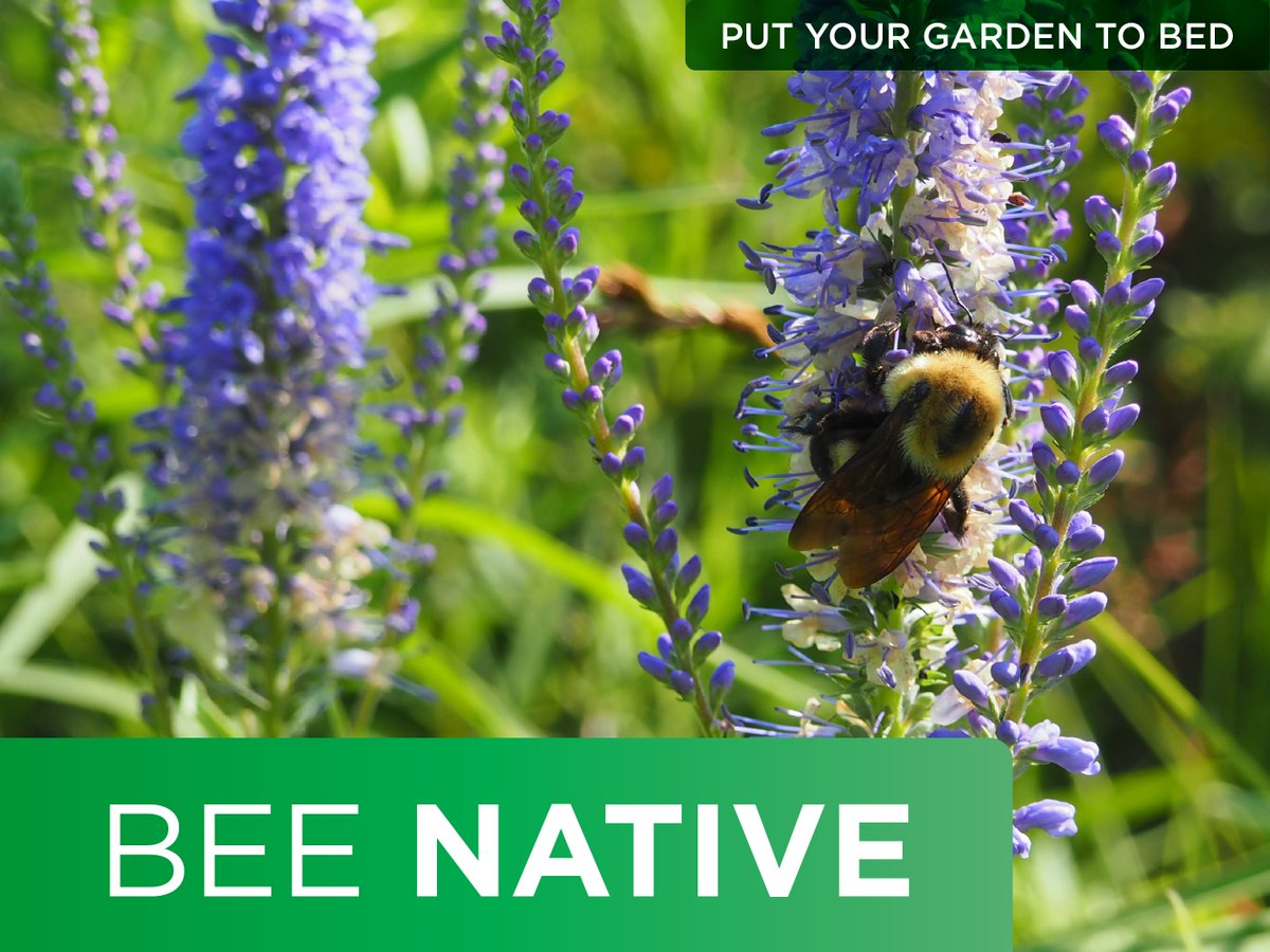 WildBeeTweets's tweet photo. Native plants are more likely to attract native pollinators. #BeeNative w/ your garden this holiday: https://t.co/RiUCz0deDC #LetItBee2016 π https://t.co/b5HGFJ0wV6