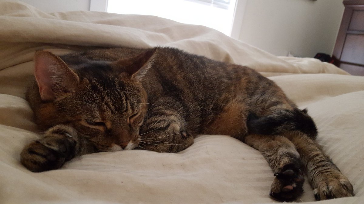 MilkTopsAndMore's tweet photo. TFW the humans stay in bed all morning. Comfy, cozy, good. ❤ https://t.co/dJwxqpb9wo