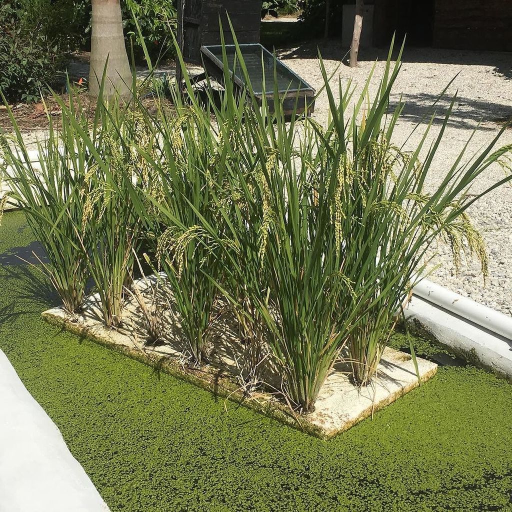 aquaponics: farming fish permaculture magazine