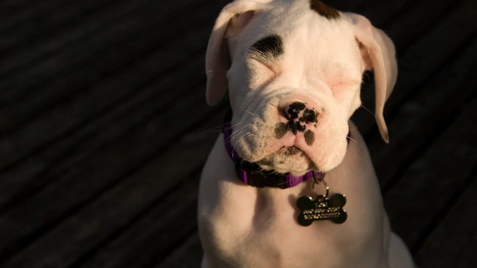 RoverDotCom's tweet photo. The question you're too embarrassed to ask: Why do dogs fart so much? https://t.co/cdUWlDynPK https://t.co/h6O5yOO3bZ