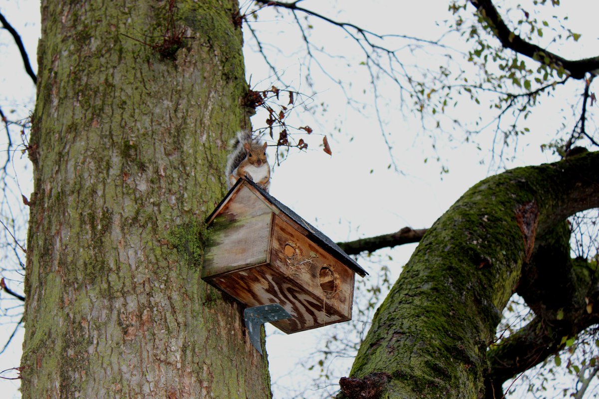 AdelphiU's tweet image. We&apos;ve had complaints of falling acorns...and we think we found the culprit! Be on the lookout!