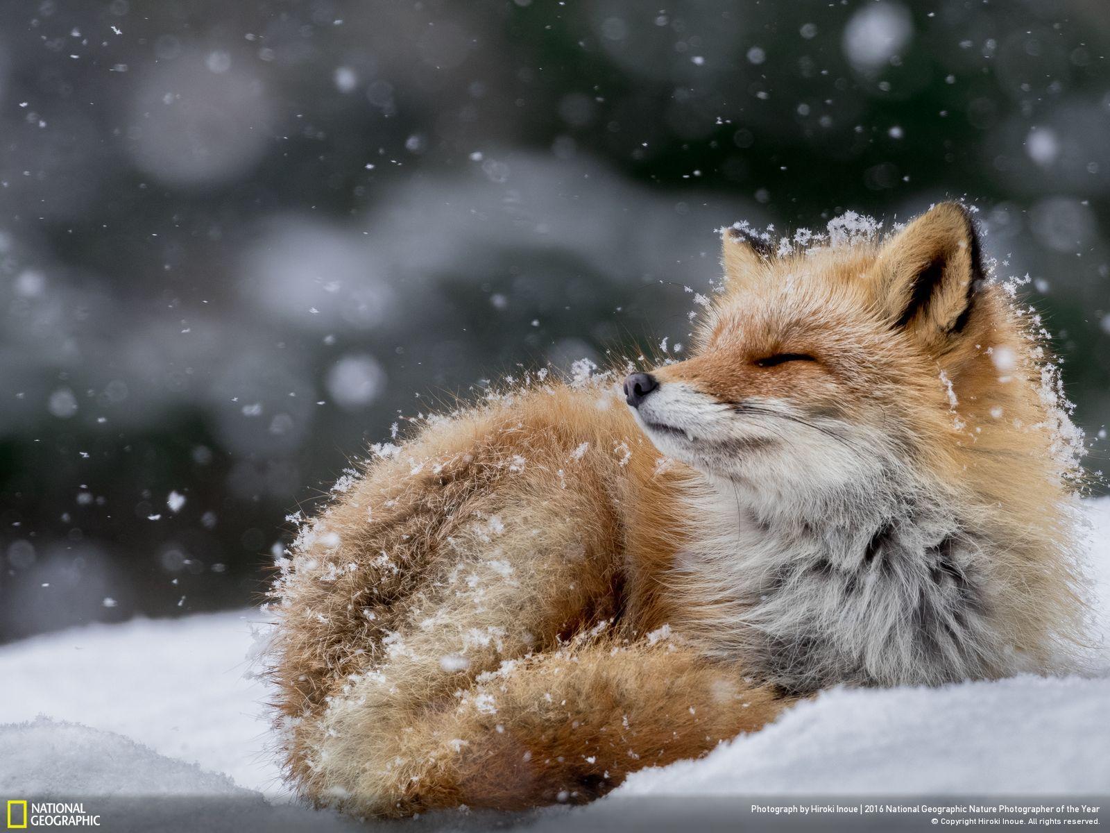 Resultado de imagen para mejores fotos de national geographic 2016