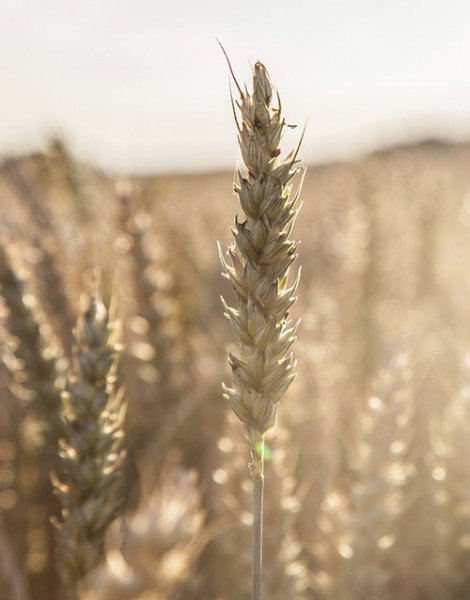 BrewersAssoc's tweet photo. #BAPowerHour: State of the Crop – Barley and Malt Insights, 2016 and Beyond. Register today! - https://t.co/KDEP5vf0qF https://t.co/PVuIFbJ0cu