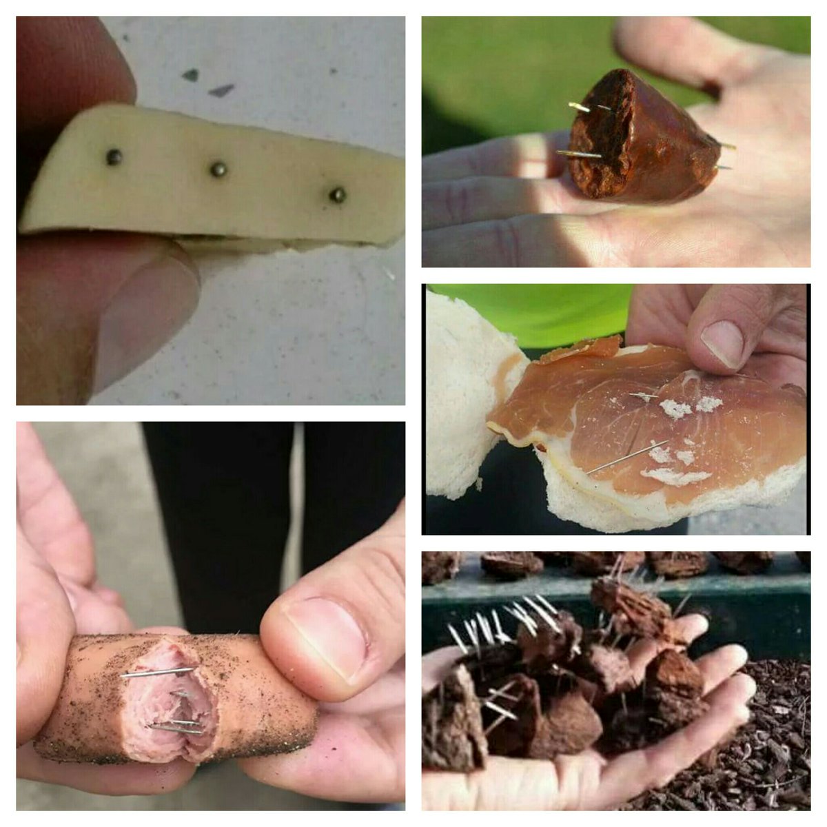 Recuerda: el #MaltratoAnimal es #delito. Si tienes alguna info sobre los desalmados que ocultan alfileres/alambres en comida en parques 📞091