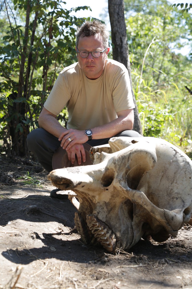 KEOfilms's tweet photo. Over 80 ELEPHANTS A DAY KILLED in Africa for their ivory. 
#HughAndTheIvoryWar starts tonight, 9pm, BBC One https://t.co/jCylRvS8Jl