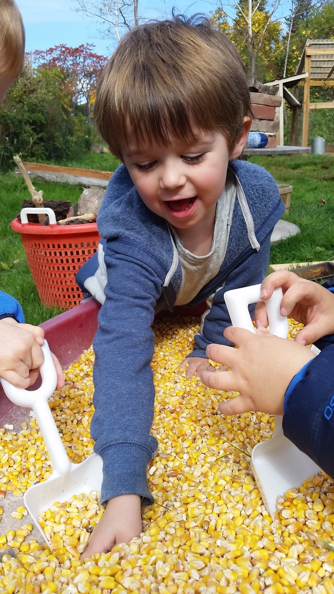 HNLearning's tweet image. What's happeing in our outdoor sensory bin?  Corn + Shovels = Engaged Exploration