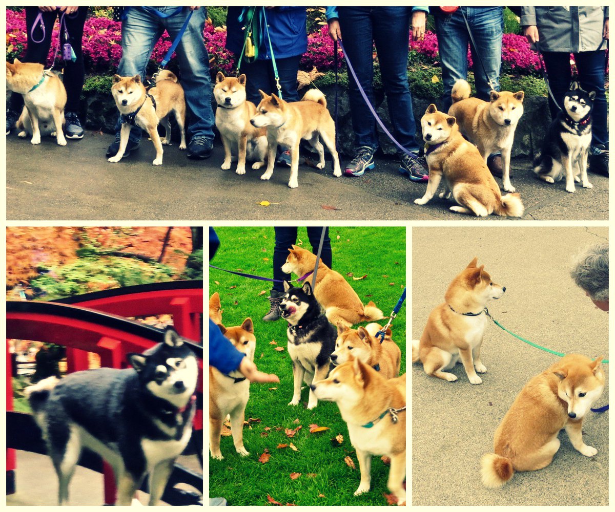 butchartgardens's tweet image. We had some canine visitors this weekend! Here's photos from a #Shiba walking group that visits us regularly. #YYJdogs #YYJ #butchartgardens