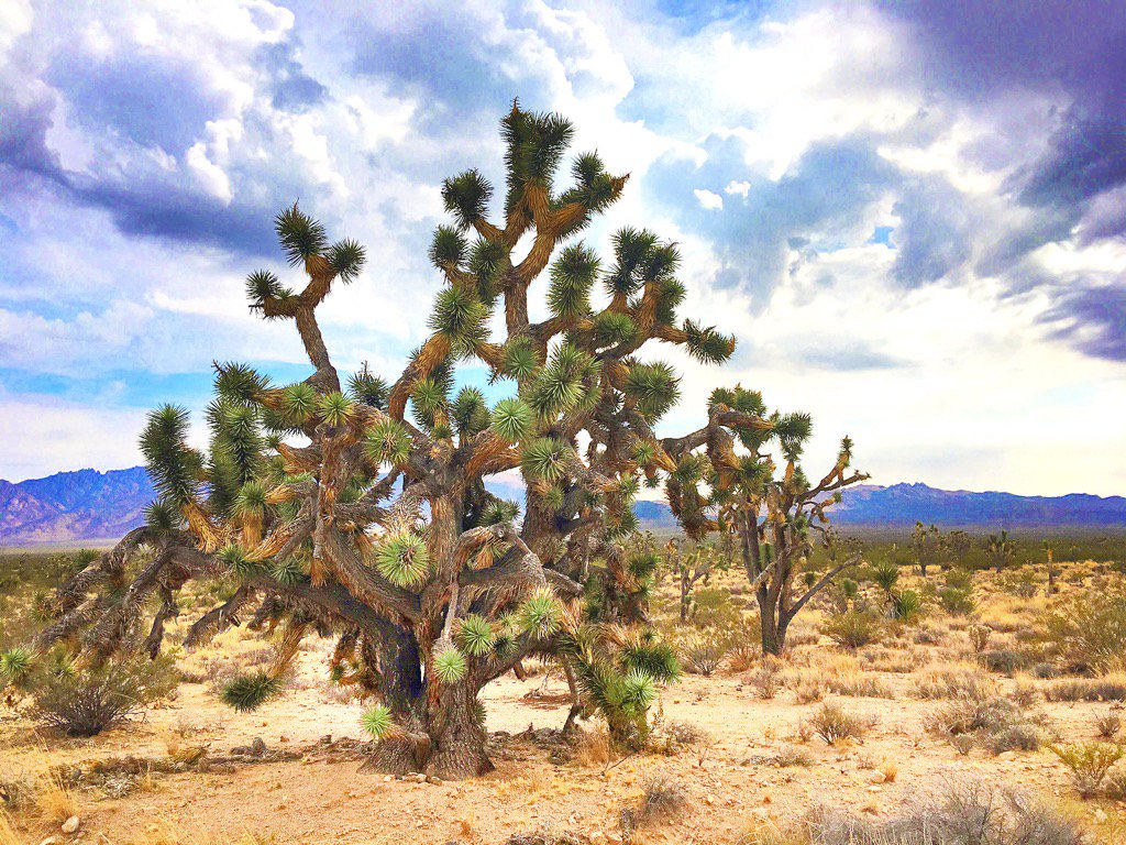 DeanKeefer's tweet photo. Driving from Vegas back to Palm Springs #joshuatree, #deankeefer #travel #photography #roadtrip #realestateagent https://t.co/e0ZPSfG8Bf
