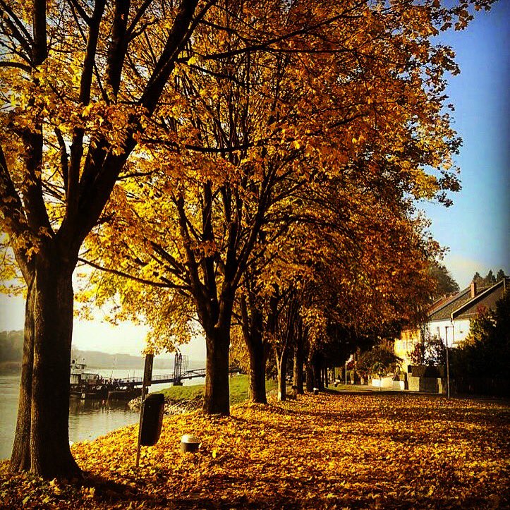PizaPhotography's tweet photo. #Herbst #autumn #pizaphotography #farben #colors #Austria #outono #tourism #travel #trip https://t.co/bZewVvlO5u https://t.co/BhkN5a9pzt