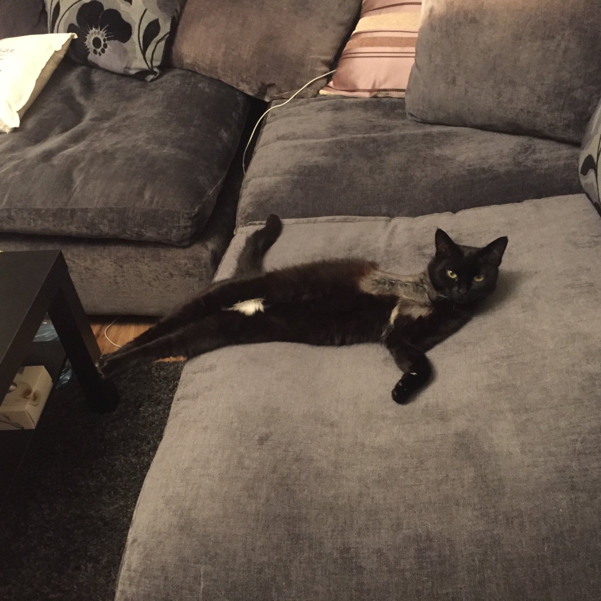 burkie's tweet image. elegance