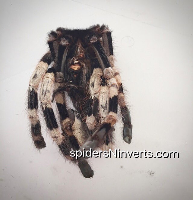 Spiders-N-Inverts tweet media