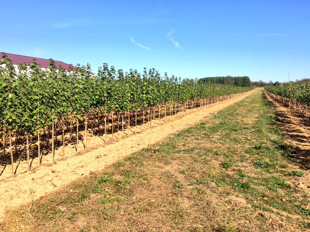 Tupper_tree's tweet image. Bare root and potted liners are still available.  tuppertreefarm@hotmail.com