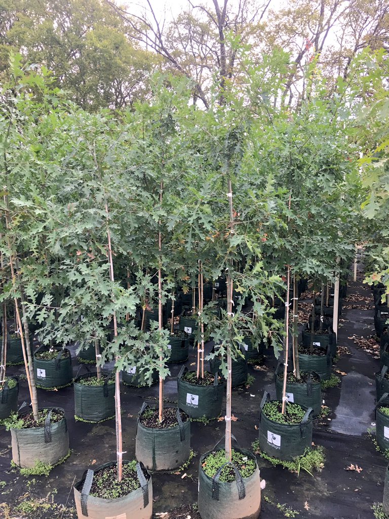 Tupper_tree's tweet image. Bare root and potted liners are still available.  tuppertreefarm@hotmail.com