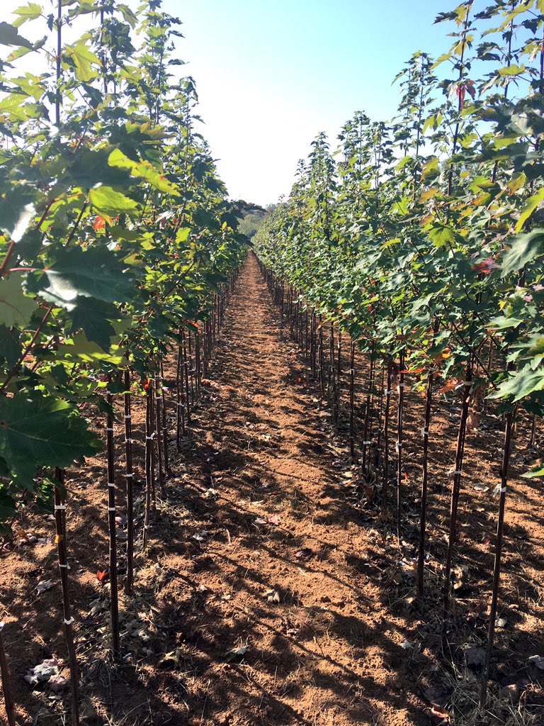 Tupper_tree's tweet image. Bare root and potted liners are still available.  tuppertreefarm@hotmail.com