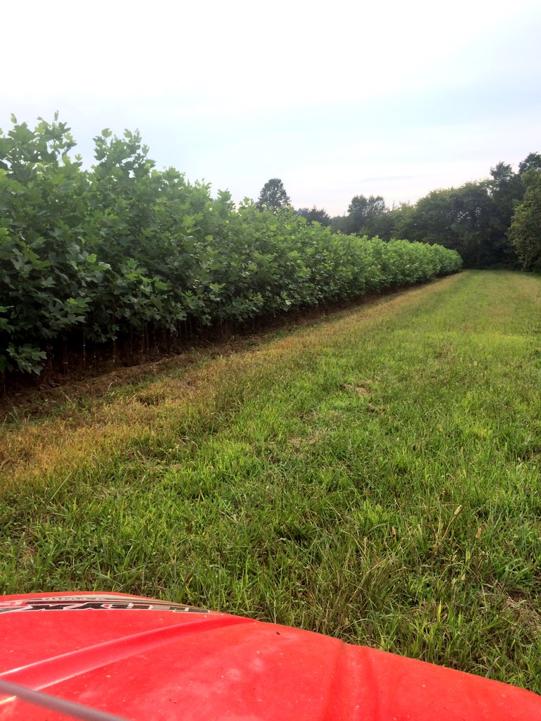 Tupper_tree's tweet image. Bare root and potted liners are still available.  tuppertreefarm@hotmail.com