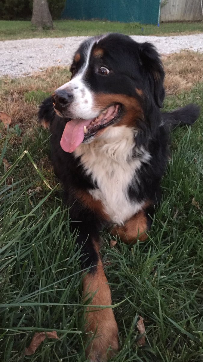 lmkolkin's tweet photo. heyyyy...where did those freckles on my nose come from?  squirrel!  ❤️🐾#crazyeyes  #bernesemountaindog  #disface https://t.co/cdpZ8yqiVd