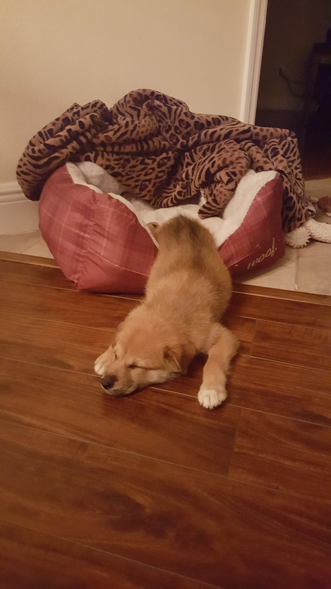 IvysSweetCakes's tweet photo. New family member! Welcome home Nala! 😍😍😍 https://t.co/UHzZomCfpe