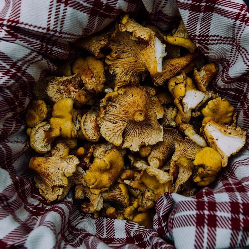 LaTavolaMarche's tweet photo. #Mushroom hunting season is in full swing! 🍄 These #chanterelles (or #gallinacci or #finfe… https://t.co/rMmhYJ8JeX https://t.co/ahEzAObUij