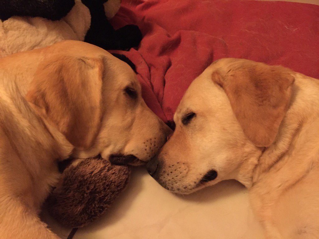 Caro_Wdlg's tweet photo. Bonne nuit ! Pôle @ECGALCE 
Photo : Gros plan sur les têtes de Moby et Jumbé qui dorment tête contre tête #chienguide https://t.co/HJpOyfcfjj
