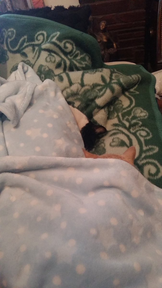 notadoctortm's tweet photo. Nap time with bro #RIPSox https://t.co/t5tVCSTg44