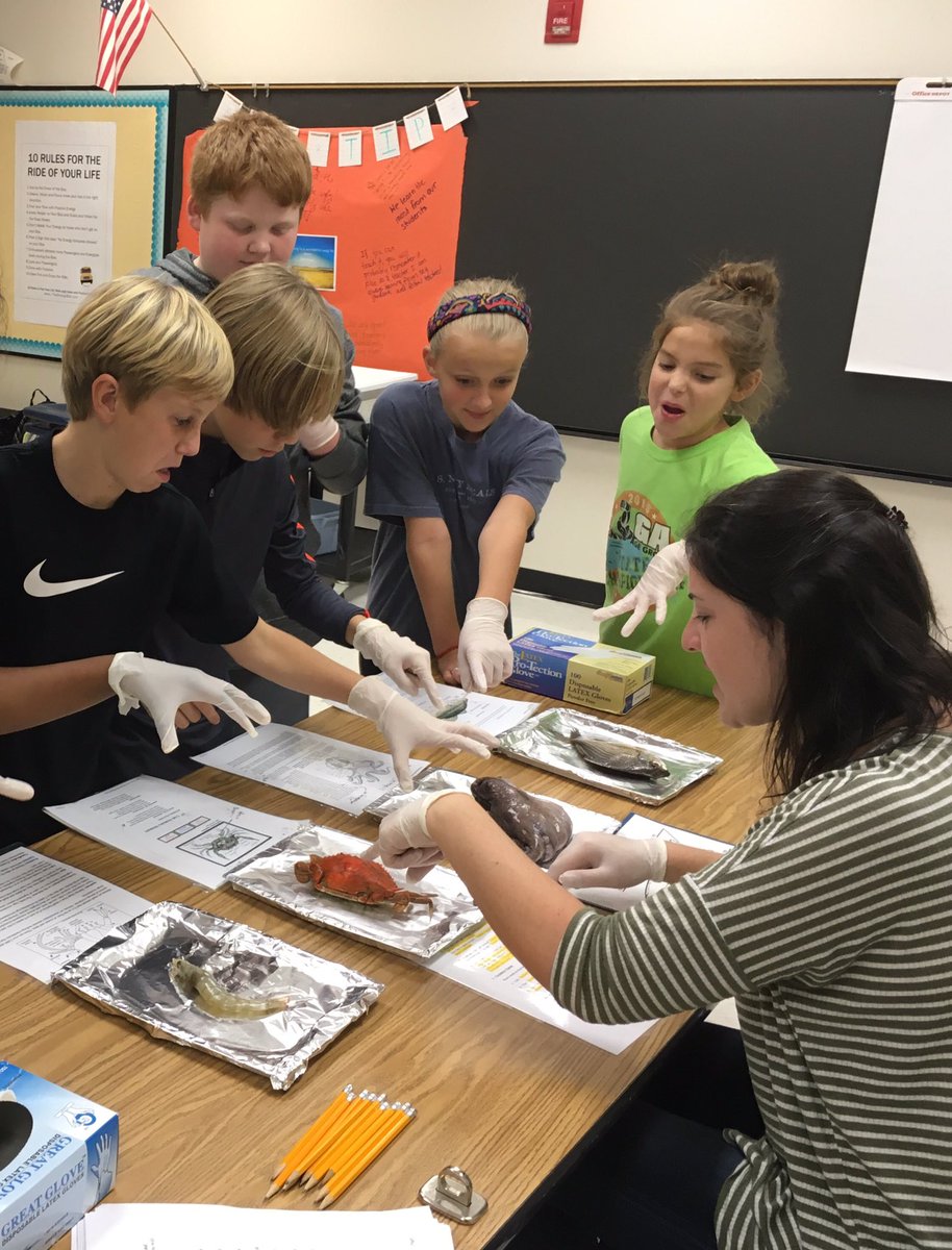 grubersgotclass's tweet image. Did you know an octopus has 3 hearts? Such fun exploring marine anatomy with 5th grade today! #scienceforce #SBCEBobcats