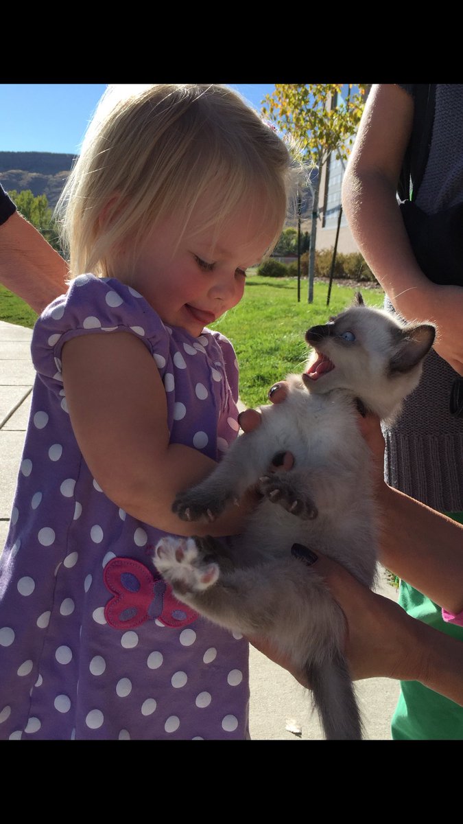 katat303's tweet photo. Seriously scaredy cat!😂 @TheEllenShow #boo #CatsOfTwitter #cutekids https://t.co/XnmvRG1rO3