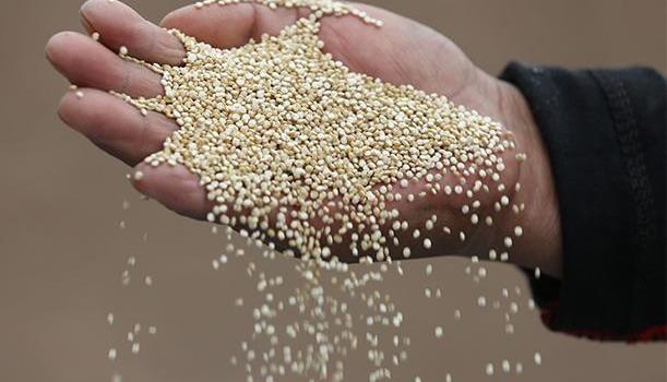 QuinuaPe's tweet photo. La Quinoa Global Foundation será lanzada este miércoles 26 de octubre en Miami, Estados Unidos. Ver más https://t.co/gHuO0oZ3x3 #quinua https://t.co/z7MS9HDX85