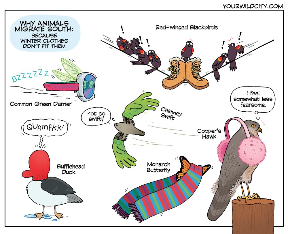 The motivations behind animal migrations are complex. But we here at Wild City believe we've uncovered the TRUTH.