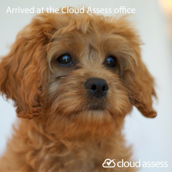 CloudAssess's tweet image. The day &quot;Indigo&quot;, the Cloud Assess puppy came to the office... #techpup