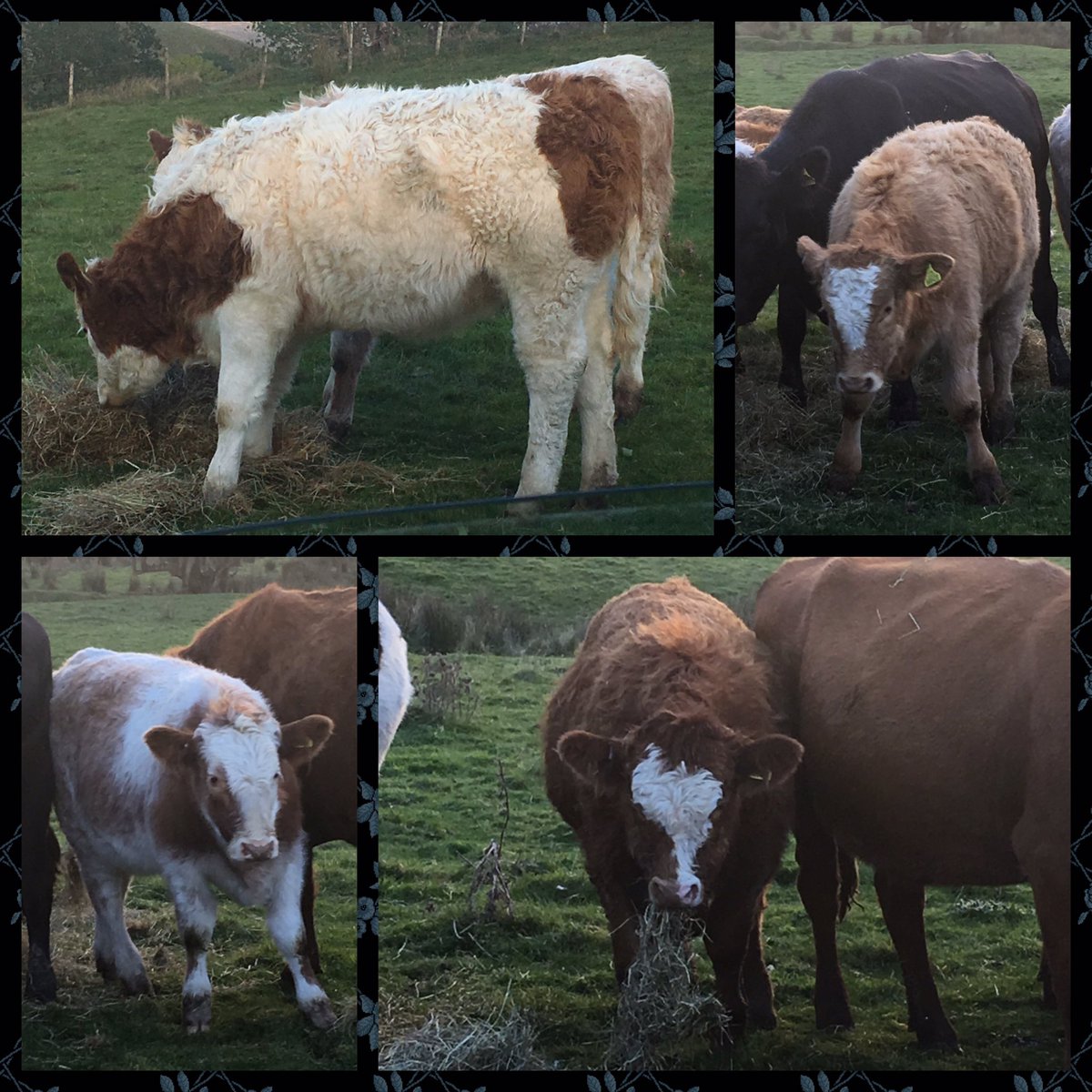 tracyhodge_90's tweet photo. You know it's a cold shop when your calves grow wool ! They be coming home soon #highrun #beefcattle #woolythings https://t.co/74Fo2pN0P7