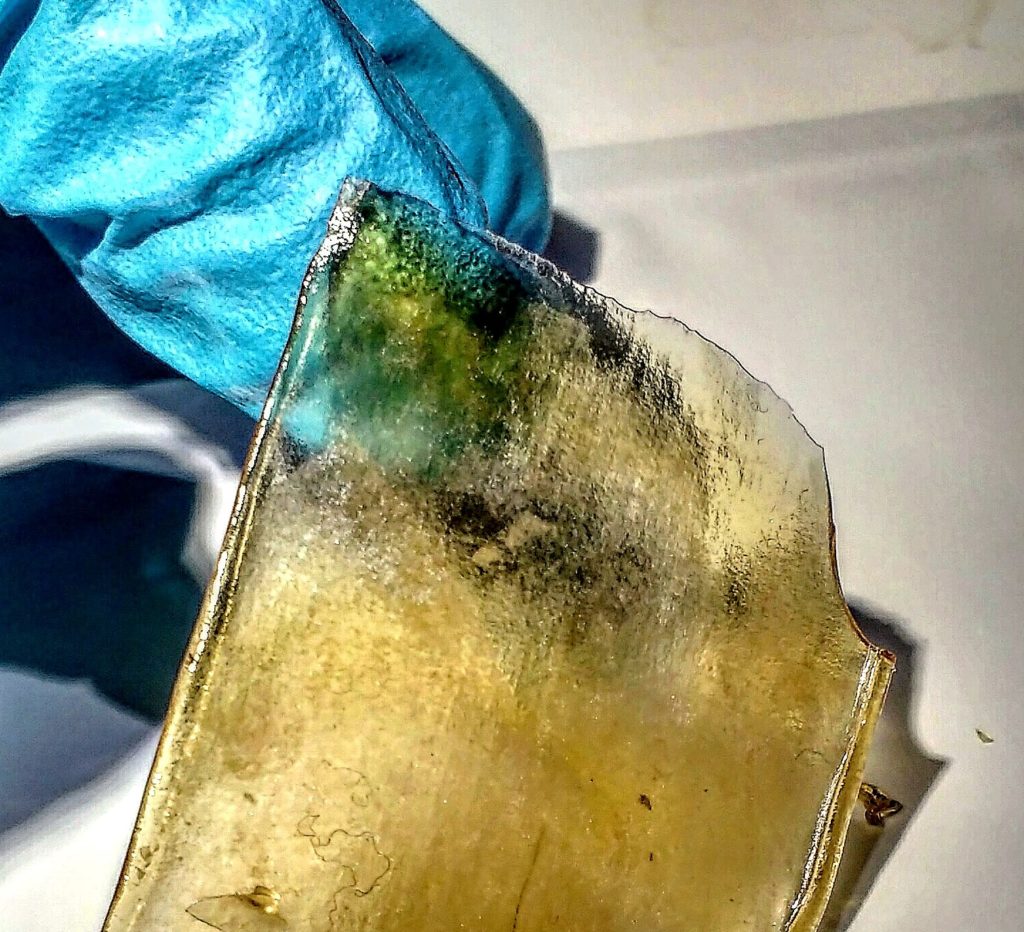 Temple Rain by. Maple Leaf Extractions x Temple of Calyx #dhomeds #dhomedicinal