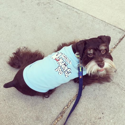 auntritas's tweet photo. TOP PAWS For The Cause FUNDRAISER @aidswalkphx Mila the Miniature Schnauzer! She &amp; Dad, James Carden, Team #BSW100 @thebarbra1 https://t.co/5rPF30nXn6