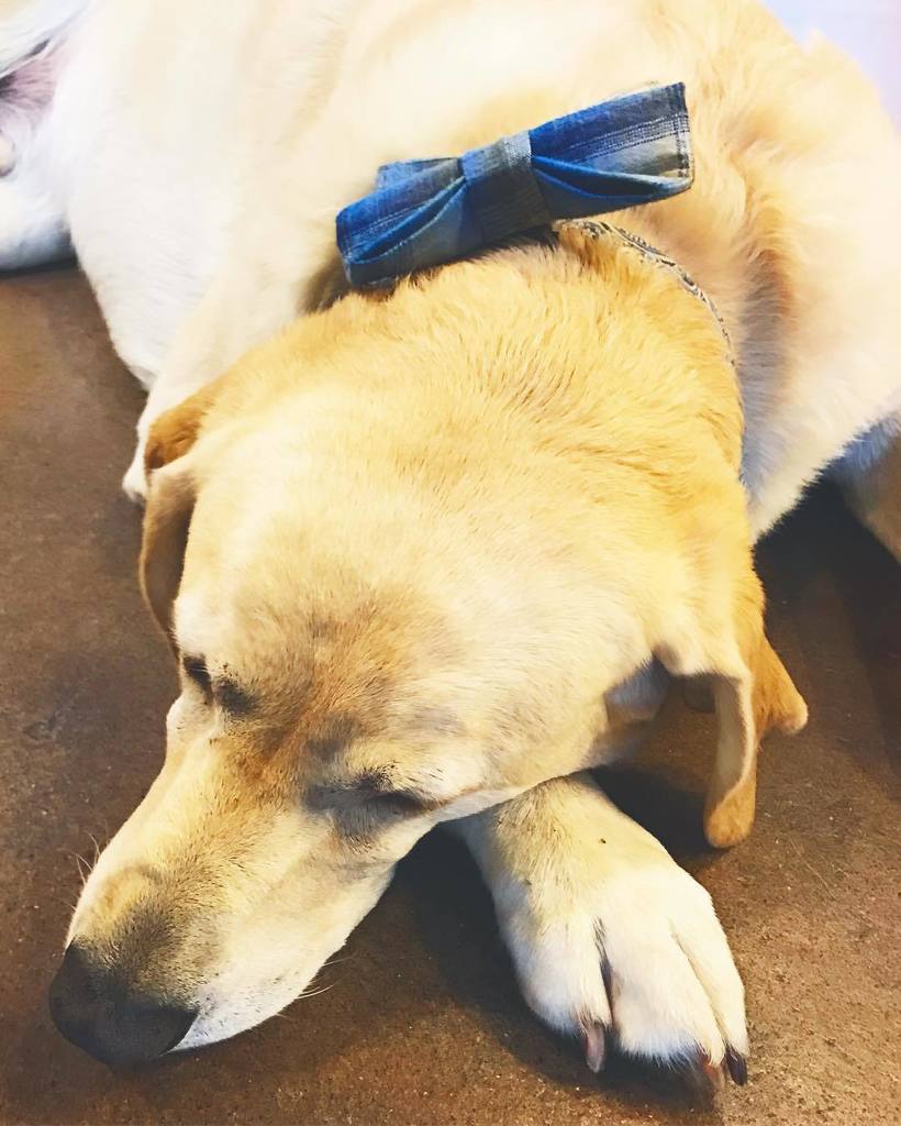 HipHoundShop's tweet photo. https://t.co/rumfXrngCZ 💤💤💤 Bentley is snoozing in style with his @rosecitypup bow tie on his collar! #nobhill #nwdogs… https://t.co/AJI2A3norR