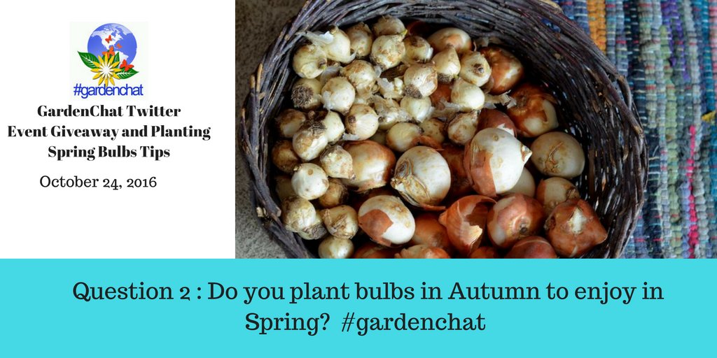 Planting Spring Bulbs Tips | GardenChat Twitter Event 