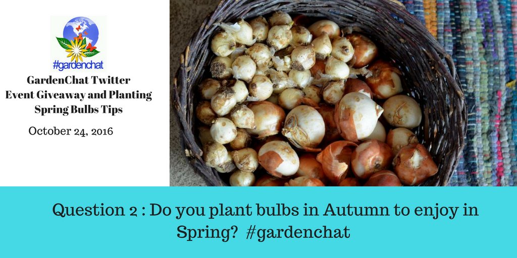 Planting Spring Bulbs Tips | GardenChat Twitter Event cover image
