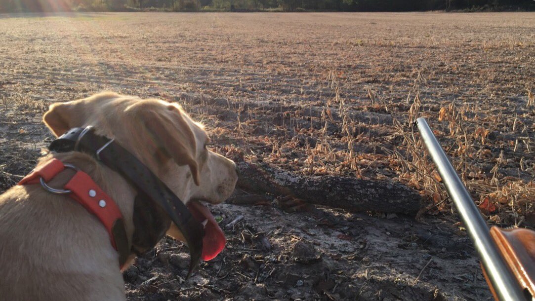 lilbuck_25's tweet photo. Casting is going great! Can't wait to get her in her first hunt test! https://t.co/WSQ7UhsMV7