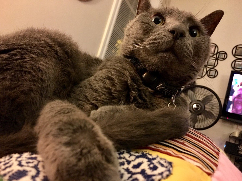 danielbrighton's tweet photo. It's blanket weather, and blankets make for lap snuggles. https://t.co/mhLw606Qrt