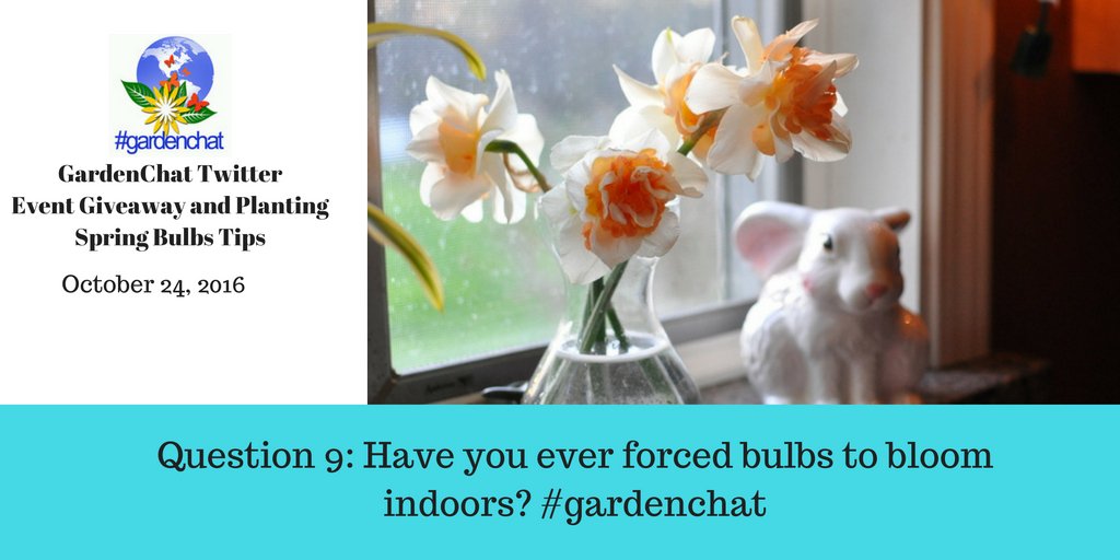 Question 9: Have you ever forced bulbs to bloom indoors? #gardenchat https://t.co/j1T9cWkci5