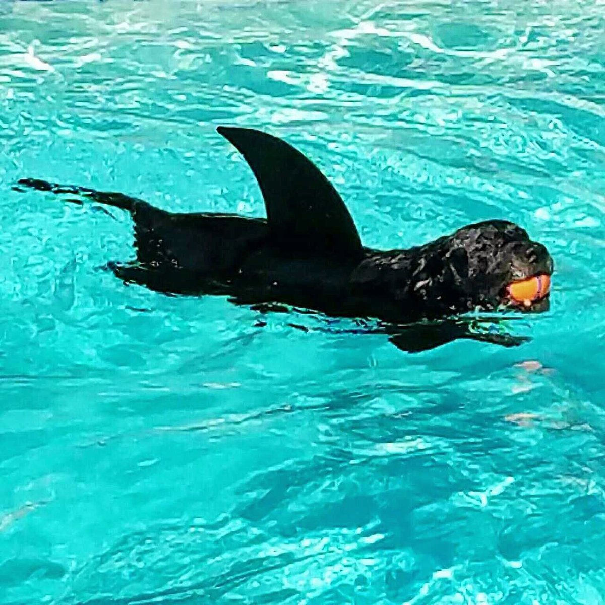 FoundAnimalsOrg's tweet image. Got the Monday Blues? Participating in our Costume Contest should clear that up 🐬 Tag @foundanimals + use #microchipmonday on IG to enter!