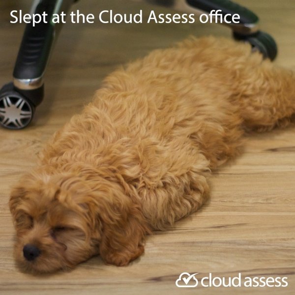 CloudAssess's tweet image. Time for a nap. All this coding is pretty tiring!! #techpup