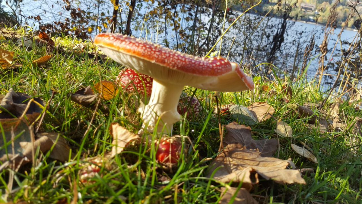 ambar_ser29's tweet photo. Disfrutando del otoño alemán y de las maravillas del Black Forest, lugar de inspiración para el cuento de Hantzel y Gretel. https://t.co/2vJm2kvVal