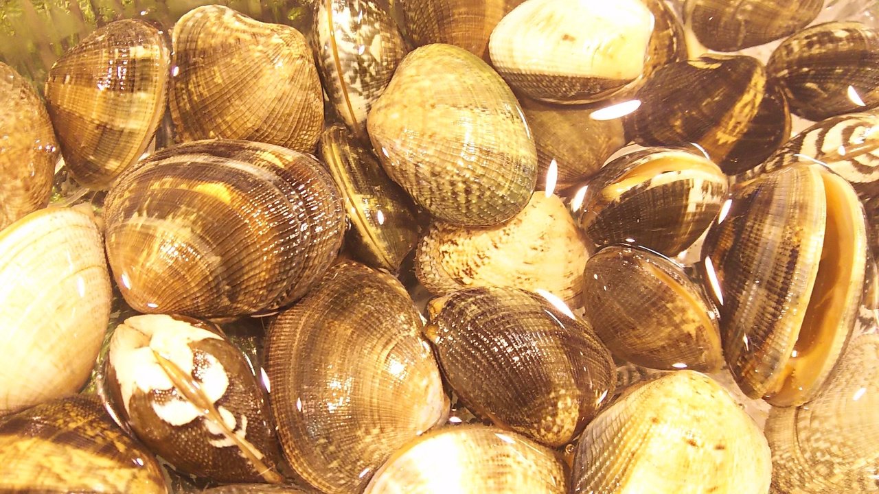 福一焼津流通センター まぐろ 地魚 カツオ 本日のオススメです 当店のアサリは浜名湖産です 実はもう少し安い値段で他の産地 のアサリが買えたりするのですが 仕入担当のこだわりで浜名湖産を毎日仕入れています 浜名湖産のアサリは殻の模様が綺麗 福一焼津流通センター まぐろ 地魚 カツオ 本日のオススメです 当店のアサリは浜名湖産です 実はもう少し安い値段で他の産地 のアサリが買えたりするのですが 仕入担当のこだわりで浜名湖産を毎日仕入れています 浜名湖産のアサリは殻の模様が綺麗