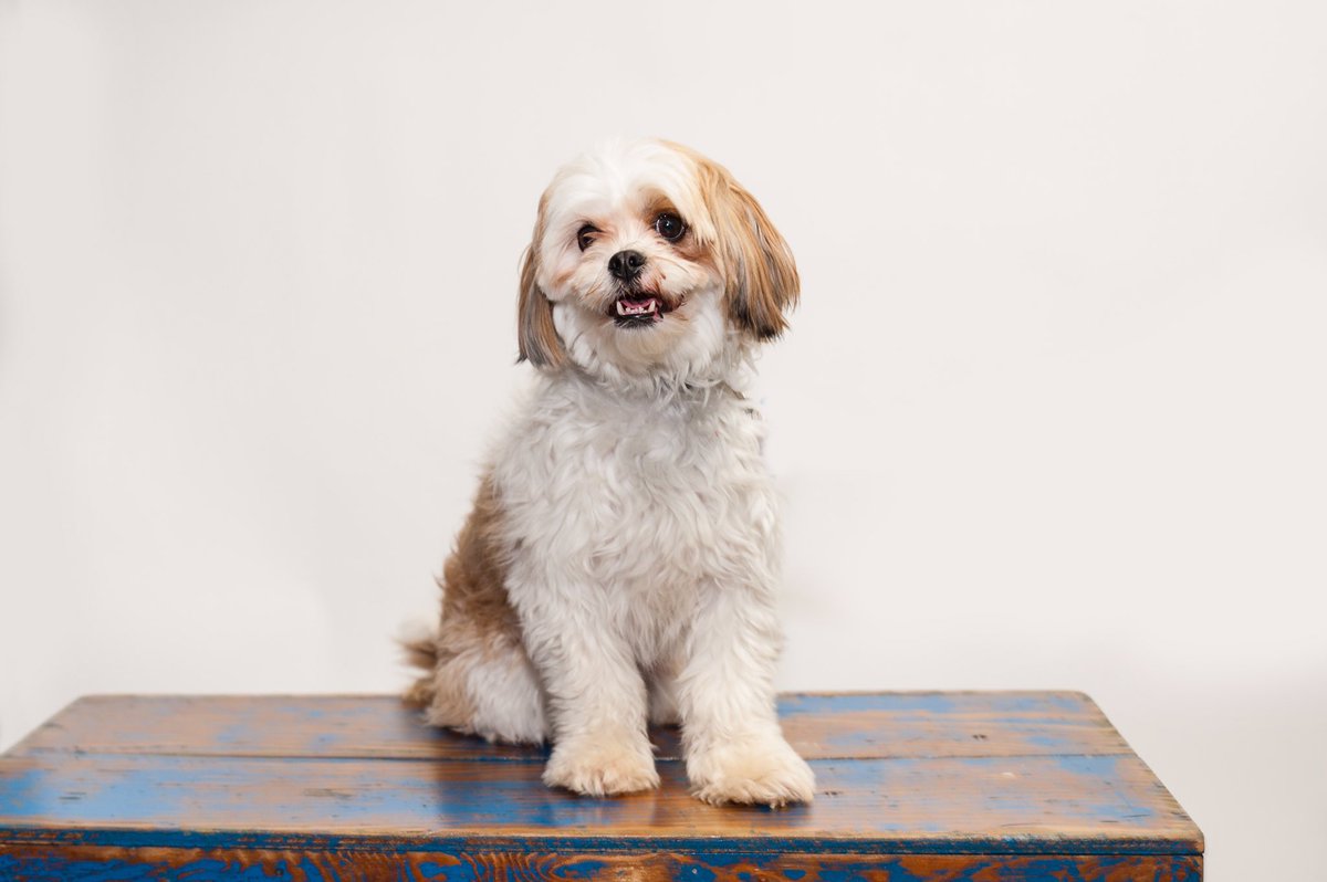 fluffyarchie's tweet photo. got my professional pics taken this weekend🐶📸 https://t.co/MUNefBbpCl