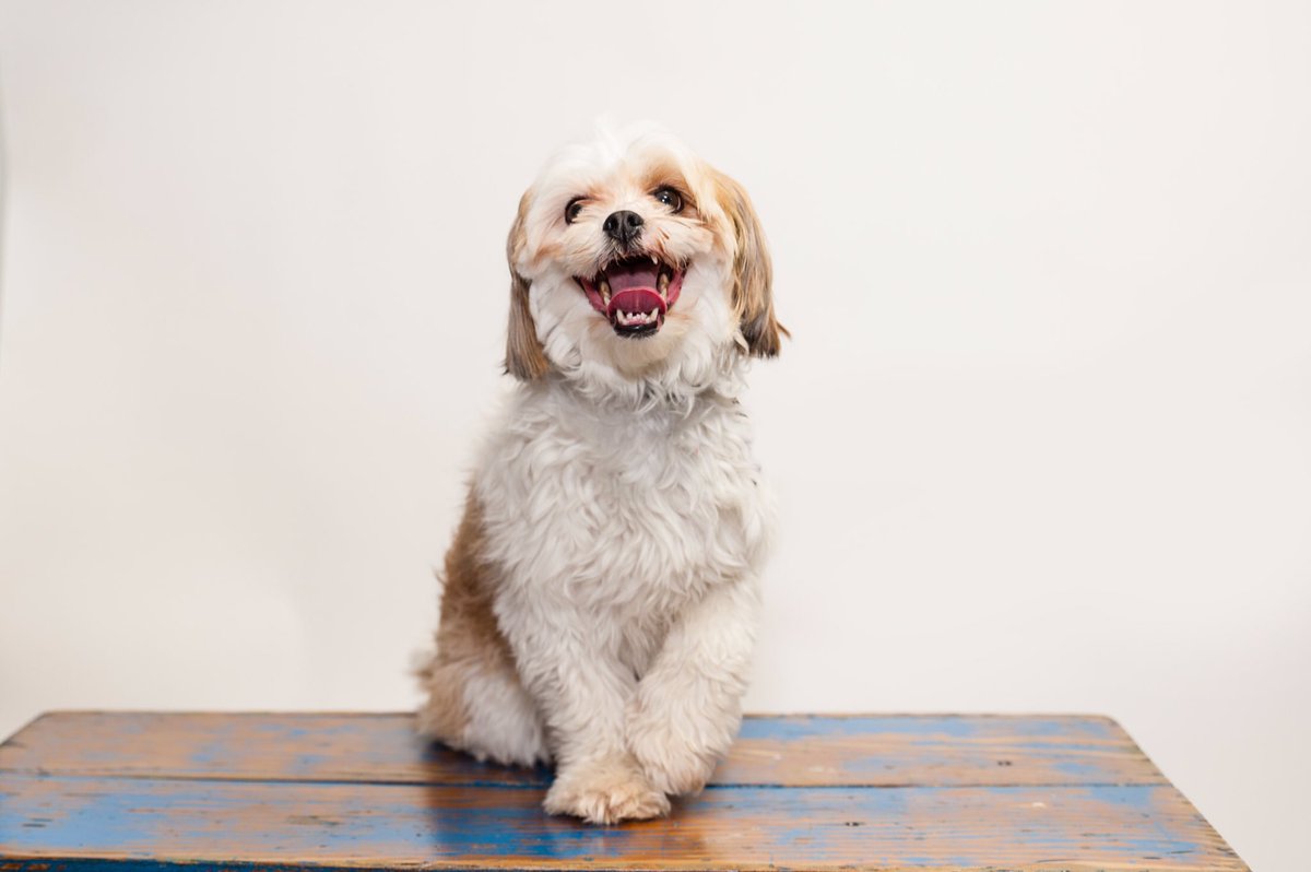 fluffyarchie's tweet photo. got my professional pics taken this weekend🐶📸 https://t.co/MUNefBbpCl