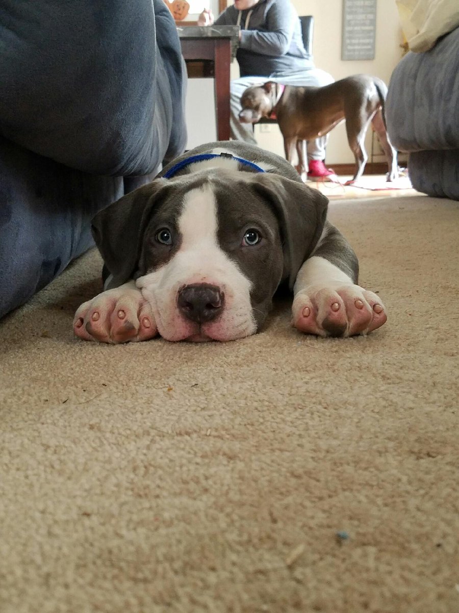 anna_harms's tweet photo. Zeus 😍❤🐶 https://t.co/EOLBeOjfb6
